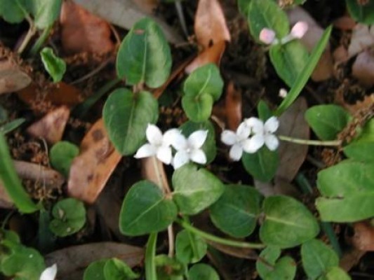 Partridge Berry